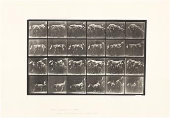 EADWEARD MUYBRIDGE (1830-1904) A selection of 5 plates from the pioneering motion study series Animal Locomotion.
